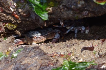 Purple Shore Crabs 