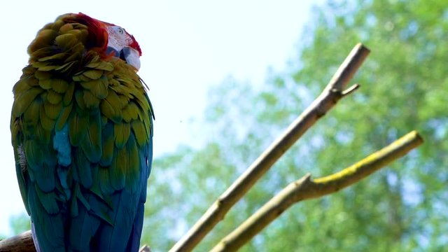 Scarlet Macaw Clean its beautiful coloured feathers whilst perched on a branch in 120 fps, parrot makes eye contact with the camera, pirate concept.