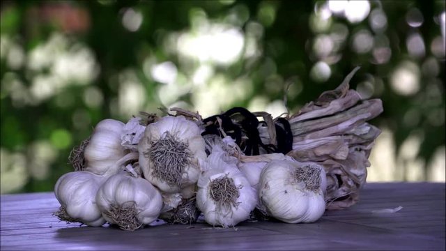 Fresh and organic garlic bulps with blurry background.