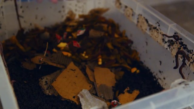 Plastic bin full of Canadian Nightcrawlers. Worm farming to reduce organic garbage. Hand lifting plastic lid