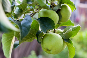 green apples on a branch in an orchard