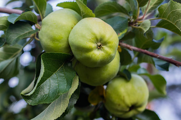 green apples on a branch in an orchard