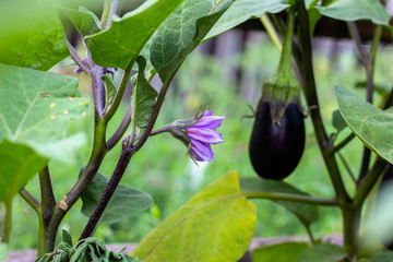purple wild eggplant flowers blooming