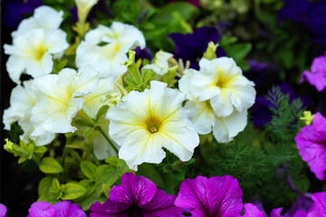 Multicoloured petunias ,colourful petunia flowers