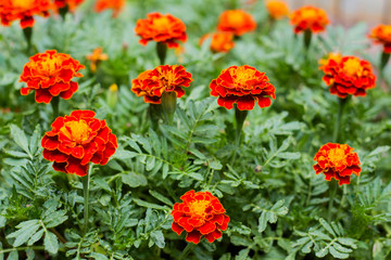 Obraz premium Close up of beautiful Marigold flowers in the garden