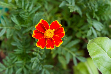 Fiery red Tagetes flower. Orange Tagetes Marigolds patula flower