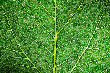 Green leaf fresh detailed rugged surface structure extreme macro closeup photo with midrib, leaf veins and grooves as a detailed intricate pattern natural texture eco green biology background.
