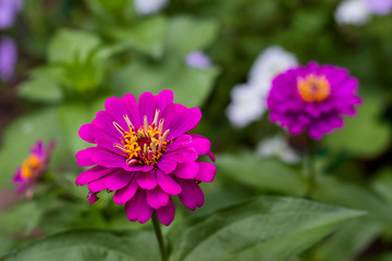 Obraz premium purple cynia in the garden