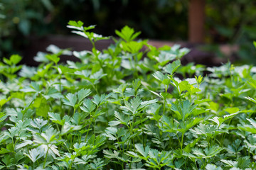 Parsley growing in the garden. Close-up