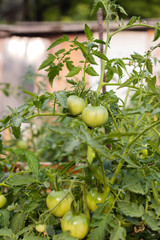 not ripe green tomatoes hanging on the vine of a tomato plant in the garden.