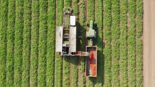 Tomato harvester loading a trailer with fresh ripe Red Tomatoes, Top down aerial follow footage.