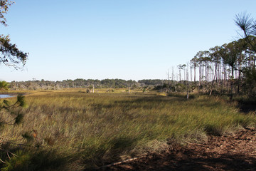 marshes of north Florida
