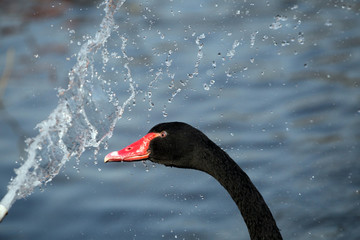 Black swan