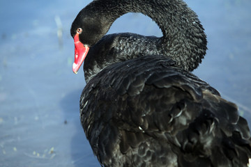 Black swan