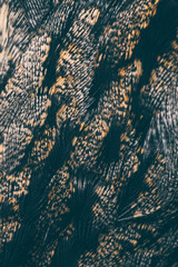 plumage of a European Nightjar