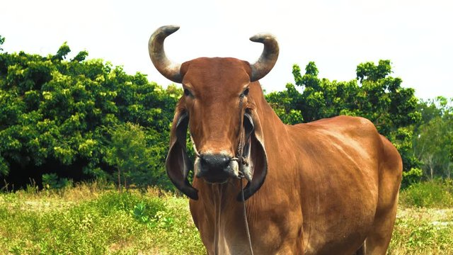 Close up portrait of a large water buffalo bull head on in Thailand often uset to plough fields and tow carts