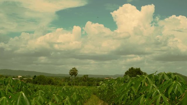A field of tapioca plants blows gently in the breeze in a Thai farmers field