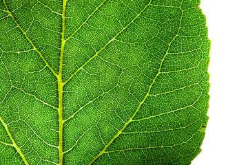 Green leaf fresh detailed rugged surface structure extreme macro closeup photo with midrib, leaf veins and grooves as a detailed pattern nature texture eco green biology isolated white background.