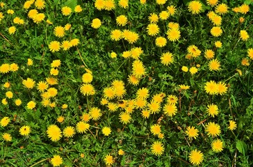 many yellow flowers of dandelion