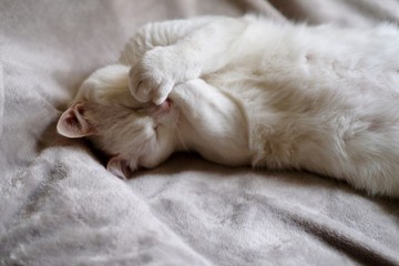 one pure white cat covering its mouth by paws and laughing under daylight. On grey bed blanket