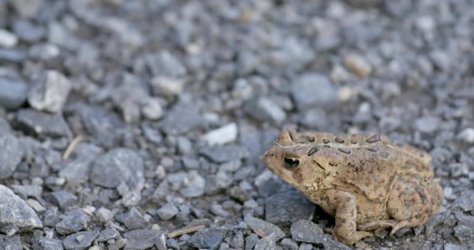 American toad on a bitumen road. Tilt down, copyspace
