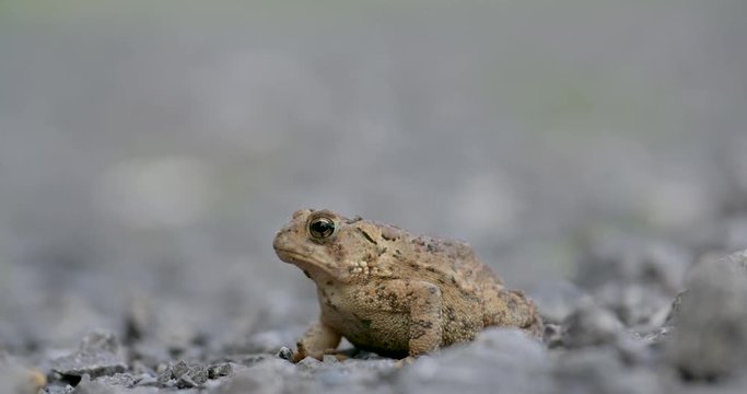 Toad on a road in profile. Low angle, handheld copyspace.