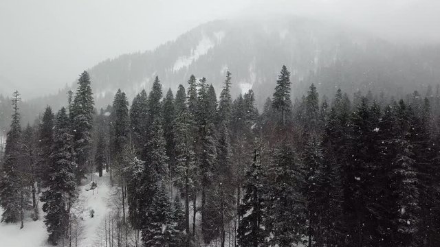 Aerial View Of Winter Snowy Forest