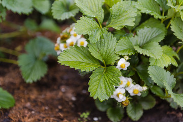 Strawberry blooms in the garden. Strawberry flowers. Sweet berry in the garden. Little green berry.