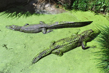 American Alligators in Duckweed