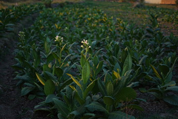 Tobacco Sprout and Growth Healthy in Field, Fresh, flower