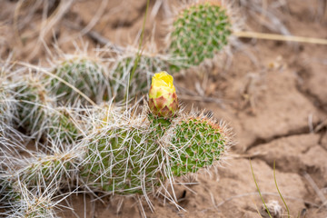 Cactus Flower
