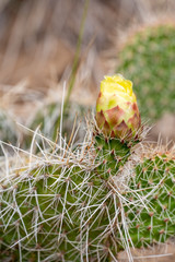 Cactus Flower