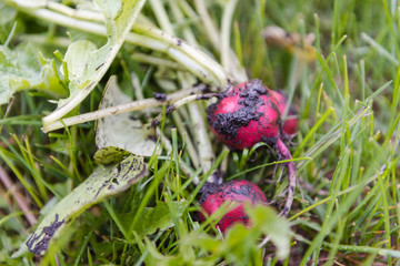 radish grows in the ground. bed of radishes.