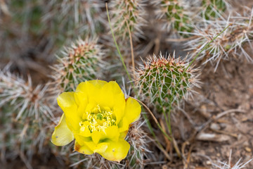 Cactus Flower