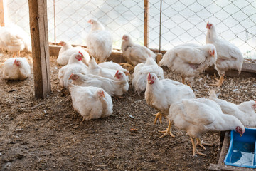 Domestic chickens in a cage. Poultry in a special room. White chickens rest in the pen.