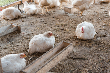 Domestic chickens in a cage. Poultry in a special room. White chickens rest in the pen.