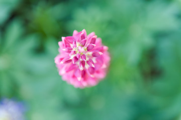 Obraz premium Small flowers close up. Blue flowers. Red flowers. Flowers in the summer. Plants in the home garden.