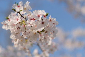 close up to one cluster of pure white sakura under bright sunlight. Blur blue sky background
