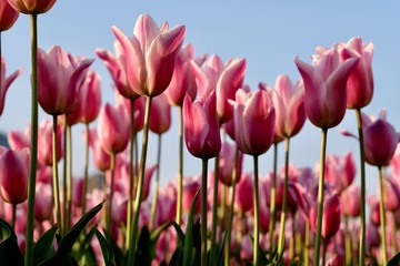 close up pink red tulip flowers under sunset sunlight and blue sky. Low angle. Soft focus