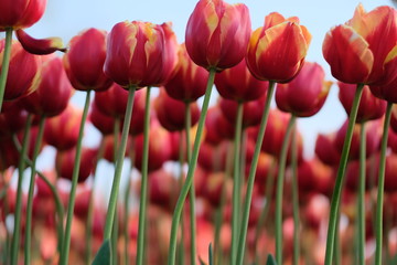 close up red orange tulips and inclined stretching green stems with blue sky background. Low angle