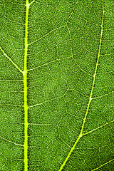 Green leaf fresh detailed rugged surface structure extreme macro closeup photo with midrib, leaf veins and grooves as a nature texture eco green biology background. Vertical format.