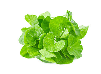 Fresh centella isolated on white background.