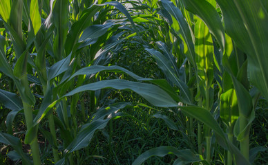 cornfield in July in  Pennsylvania 