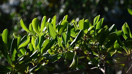 Green leaves of olive tree in spring counter light 