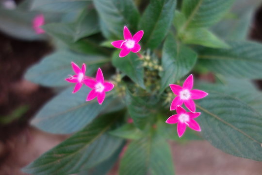 375 最適な ペンタスの花 画像 ストック写真 ベクター Adobe Stock 375 最適な ペンタスの花 画像 ストック写真 ベクター Adobe Stock