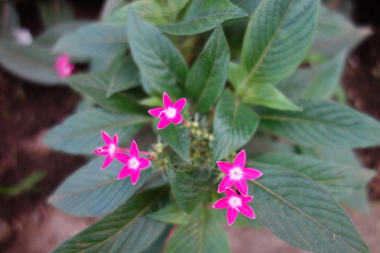 387 件の最適な ペンタスの花 画像 ストック写真 ベクター Adobe Stock