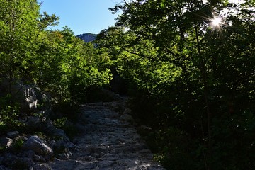 Obraz premium Stony mountain path hidden in dense foliage of shrubs and small trees, spring sun shining throug vegetaion. Location Paklenica Nationa Park, Croatia