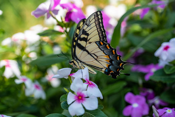 Fototapeta na wymiar An Eastern Tiger Swallowtail takes nectar from purple, magenta, pink, and white flowers in a summer garden
