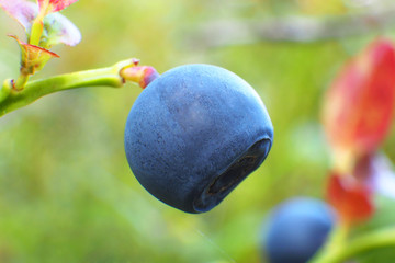 Berry blueberries in the forest close-up