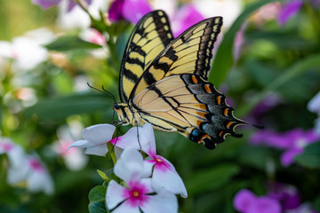 An Eastern Tiger Swallowtail takes nectar from purple, magenta, pink, and white flowers in a summer garden